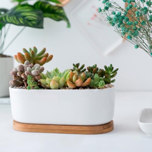 DOITOOL 2pcs Oval Ceramic Flowerpot Hydroponic Pot Ceramic Succulent Planter Outdoor Planters Flower Pots Indoor Bonsai Pot with Tray Garden Planting Container Household Bamboo Set - Image 6