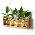 Plant Propagation Stations Halloween Skull Plant Terrarium Kit by CYZglass