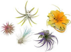 5 Assorted Colorful Air Plants Variety Pack - Vibrant Color Enhanced Tillandsias - Live Tillandsia Succulent House Plants - Wholesale and Bulk - Home and Garden Decor - Easy Care Indoor/Outdoor Plant by TheAirPlantShop