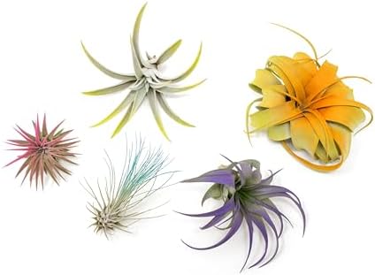 5 Assorted Colorful Air Plants Variety Pack - Vibrant Color Enhanced Tillandsias - Live Tillandsia Succulent House Plants - Wholesale and Bulk - Home and Garden Decor - Easy Care Indoor/Outdoor Plant by TheAirPlantShop