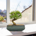 Set of 2 Large Bonsai Pots with with Drainage Hole, 9.8"&7.4" Green Glazed - Image 5