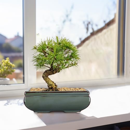 Set of 2 Large Bonsai Pots with with Drainage Hole, 9.8"&7.4" Green Glazed - Image 5