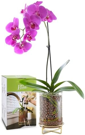 Pot & Pebble C9 Glass Propagation Station, Metal Base - LECA Orchid Vase - Image 2