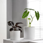 FaithLand 10-Inch Modern Cylinder Planter, Thick-Walled Plastic Plant Pot with Drainage Holes and Detachable Saucer, Matte White, Ideal for Indoor & Outdoor Plants Flowers - Image 5