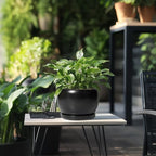 SQOWL Ceramic Plant Pots - 8 Inch Planter Indoor, Round Flower Pot with Drainage Hole and Saucer, Modern Outdoor Planter, Apartment Decor, Gifts for Plant Lovers, Black - Image 5