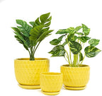Yellow Ceramic Flower Pots with Saucers, Modern Round Ceramic Succulent Plant Pots with Honeycomb Inspired Texture Design, Small to Medium Sized, Set of 3 by Nattol