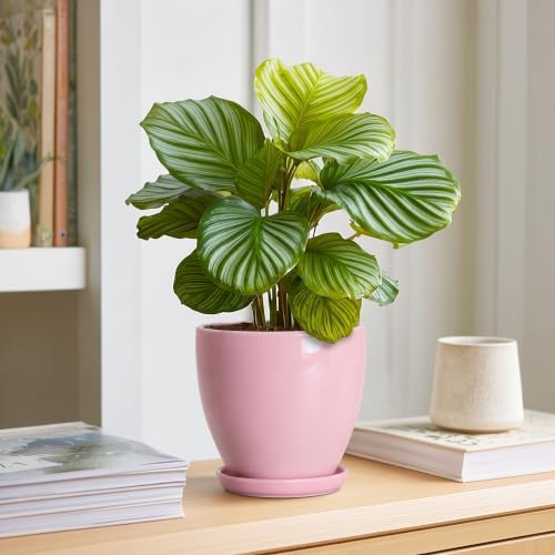 6 Inch Ceraimc Plant Pots, Ceraimc Planters for Indoor Plant, Pink - Image 5