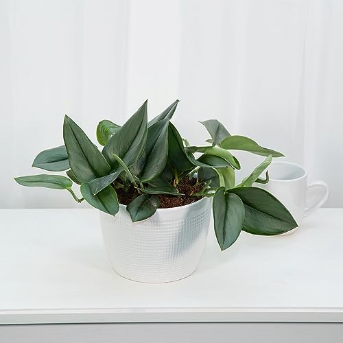 Premium Scindapsus Sterling Plant Soil Mix by Gardenera - Stimulate Growth and Elevate Variegation Beauty with Nourishing Formula - 5 Quart - Image 2