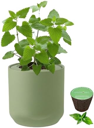 Hydroponic Herb Growing Kit, Self-Watering Kitchen Herb Garden Starter Kit with Green Ceramic Pot and Seeds (Catnip) by Environet