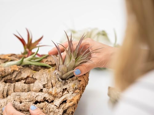 Air Plant Shop Medium Tabletop Cork Bark Display with 3 Tillandsia Air Plants - Wholesale and Bulk - Succulents - Live Tillandsia - Easy Care Indoor and Outdoor House Plants - Image 6
