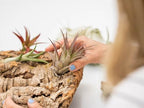 Air Plant Shop Medium Tabletop Cork Bark Display with 3 Tillandsia Air Plants - Wholesale and Bulk - Succulents - Live Tillandsia - Easy Care Indoor and Outdoor House Plants - Image 6