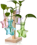 Nacome Plant Terrarium Propagation Stations: Colored Vase with Wooden Stand by Nacome