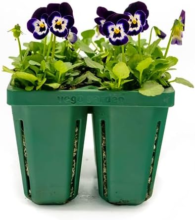 Vego garden Jumbo Seedling Trays Without Lids, 16 Pack Reusable Propagator Growing Starter Tray for Larger Plants, Heavy-Duty Plastic Germination Trays (4-Cell per Tray) by VegoGarden