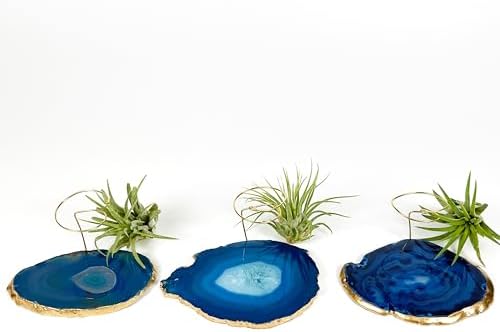 3 Small Blue Agate Geode Crystal Tillandsia Air Plant Holders - Includes Live Plant and Gift Box - Image 5