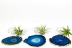 3 Small Blue Agate Geode Crystal Tillandsia Air Plant Holders - Includes Live Plant and Gift Box - Image 5