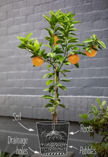 GARDENERA Premium Citrus Tree Potting Soil Mix - 5 Quart - Special Blend for Indoor Oranges, Lemons, Limes and More - Image 6