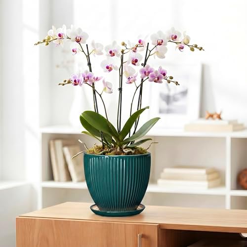 Ceramic Planter, 8 Inch Plant Pots with Saucer, Blackish Green - Image 5