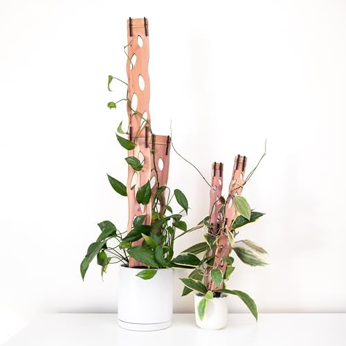 Treleaf Zella Grande Starter Kit – Wooden Extendable Plant Trellis for Indoor Climbing Houseplants – Modular Plant Support with 2 Bases + 2 Extensions - Moss Pole Alternative by TRELEAF