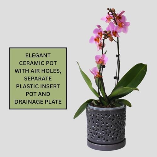 Gray Large Ceramic Orchid Pot with Holes, 6 Inches Wide, for Indoors or Outdoors with Woven String Cut Out Design, Orchid Planters, Orchid Gifts - Image 2