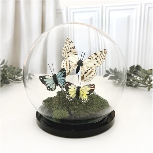 Plymor 5" x 6" Glass Display Dome Globe Cloche (Black Acrylic Base), Pack of 6 - Image 2
