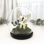 Plymor 5" x 6" Glass Display Dome Globe Cloche (Black Acrylic Base), Pack of 6 - Image 2