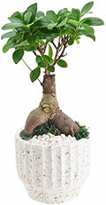 Arcadia Garden Products LV54 Ginseng Ficus Bonsai Live Indoor Plant in Speckled Splash Ceramic Planter for Home, Work, or Gift, White *Cannot Ship to California* by Unknown