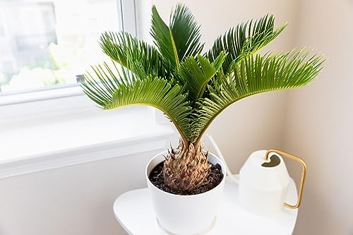 Gardenera SOGO Palm Plant Potting Mix - Elevate Your Space with a Premium Blend for Distinctive Elegance - 20 Quart - Image 2