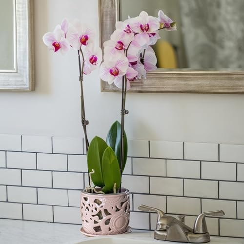 HERDUK Ceramic Orchid Pot, Orchid Pots with Drainage Holes & Saucer 6.5 Inch,Orchid Pot for Repotting Indoor, Orchid Containers with Precise Aeration & Drainage - Image 6