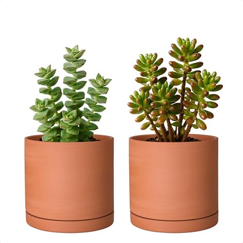 D'vine Dev 2-Pack Terracotta Plant Pots with Saucers, 5 Inch, 40-X-B-2 by DvineDevPlanterPotsandStand