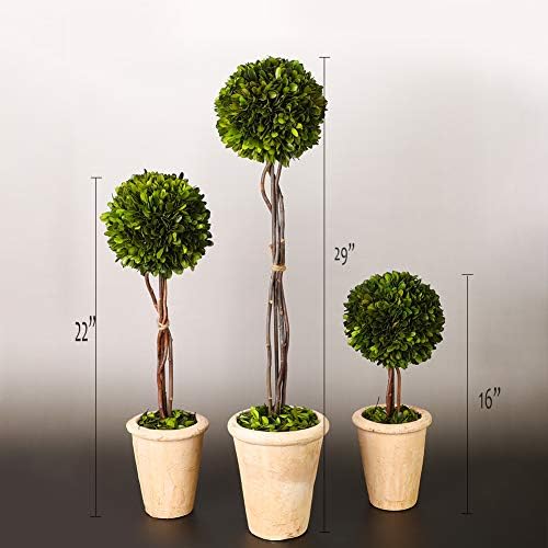 Real Preserved Yellow Evergreen Potted Tree Globe Tree Basin Territory Flower Pot Home Decor Farm House (22 Inch Length) - Image 5