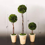Real Preserved Yellow Evergreen Potted Tree Globe Tree Basin Territory Flower Pot Home Decor Farm House (22 Inch Length) - Image 5