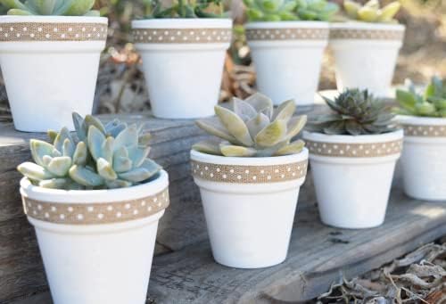 40 Pcs White Terracotta Pot - 2.5 Inch Mini Clay Pots with Drainage Holes Flower Nursery Terra Cotta Pots for Succulent Plants, Crafts, Wedding Baby Shower Favor - Image 5