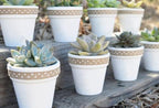 40 Pcs White Terracotta Pot - 2.5 Inch Mini Clay Pots with Drainage Holes Flower Nursery Terra Cotta Pots for Succulent Plants, Crafts, Wedding Baby Shower Favor - Image 5
