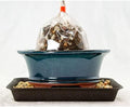 1 Pcs 6.25" Oval Green Stain Bonsai / Succulent Pot + Soil + Tray + Rock + Mesh Kit by Unknown
