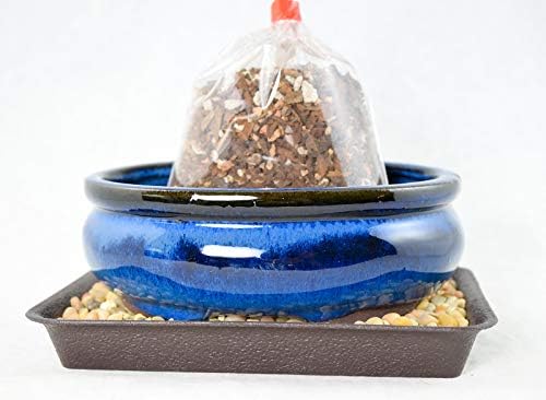 6" Oval Dark Blue Glazed Bonsai Pot, Cactus & Succulent Planter + Soil + Tray + Rock + Mesh Kit (638-6B KIT) by Unknown