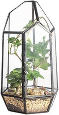NCYP Small 5.1" x 5.1" x 8.66" Irregular Geometric Glass Terrarium Planter with Door - Home Tabletop Display Container Pot for Moss, Fern - Indoor Clear Decor, Black (No Plants) by NCYP