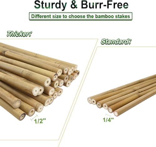 Jollybower 3/4" D 7 Feet Bamboo Stakes 50 Pack, Thicker Heavy-Duty Plant Stakes, Natural Garden Stakes for Bean, Tomato, Bean, Flowers,Trees Potted and Climbing Plant Support - Image 5
