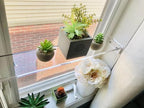 DistinctAndUnique Floating Window Shelf 18", 1 Pack – Crystal Clear Acrylic Floating Shelves for Plants Indoor, Succulent and Trinkets, Acrylic Shelf Display, Window Plant Shelves for Indoor Garden - Image 5