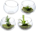 MyGift 5 Inch Clear Glass Round Bowl Air Plant Terrariums, Set of 4 by MyGiftHome
