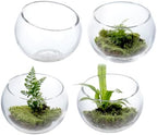 MyGift 5 Inch Clear Glass Round Bowl Air Plant Terrariums, Set of 4 by MyGiftHome