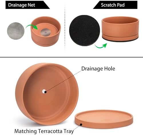D'vine Dev Terracotta Shallow Planter Pot with Saucer, 12 in, 40-Y-C-0 - Image 4