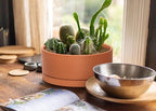 D'vine Dev Terracotta Shallow Planter Pot with Saucer, 12 in, 40-Y-C-0 - Image 6