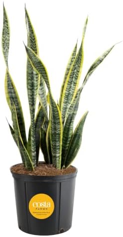 Costa Farms Snake Plant, Live Indoor Plant, Air Purifying, Easy Low Light by Unknown