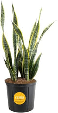 Costa Farms Snake Plant, Live Indoor Plant, Air Purifying, Easy Low Light by Unknown