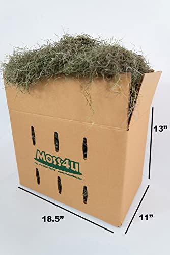 Fresh Spanish Moss for Potted Plants, Crafts, and Floral Arrangements. Super-Soft Green Plant Filler Moss, Cleaned, Natural Fresh Moss - 5lb - Image 3
