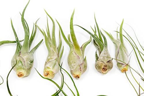 Pack of Wild Ones Air Plants -Tillandsia Caput Medusae, Butzii & Bulbosa Guatemala - Available in Wholesale and Bulk - Home and Garden Decor- Easy Care Indoor/Outdoor Air Plants (Pack of 25) - Image 4