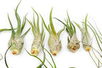 Pack of Wild Ones Air Plants -Tillandsia Caput Medusae, Butzii & Bulbosa Guatemala - Available in Wholesale and Bulk - Home and Garden Decor- Easy Care Indoor/Outdoor Air Plants (Pack of 25) - Image 4