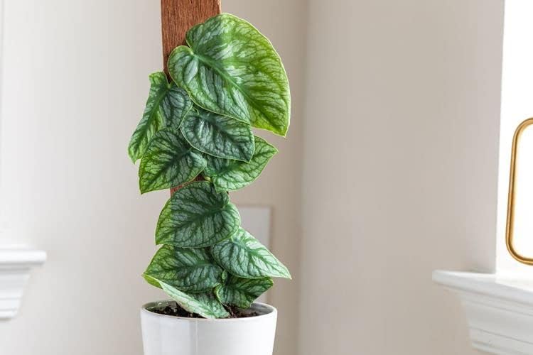Gardenera Premium Monstera Dubia Plant Soil Mix - Enriched Blend for Thriving Foliage - 10 Quart (2 Bags of 5 Quart) - Image 5