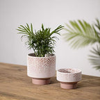 UBEE Planter Ceramic Flower Pot for Indoor Plants | 5.5 inch + 4.9 inch Plant Pot with Saucer and Drainage Hole for Aloe, Snake Plants, Pothos, Orchid, Terracotta with White Glaze Dot - Image 3