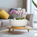 Succulent Pots 8 Inch - Ceramic Bonsai Planters for Indoor Plants, Plant Pot with Drainage Hole and Saucer, Shallow Round Flower Planter, Modern Room Decor, Gifts for Plant Lover, White - Image 6